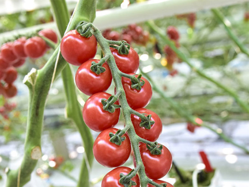 The Sweet Enjoy vine tomatoes are being harvested!